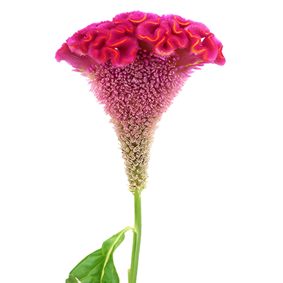 Pink Hot Celosia Coxcomb - alternative 3
