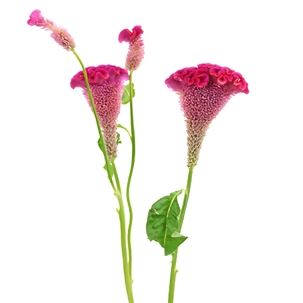 Pink Hot Celosia Coxcomb - alternative 1