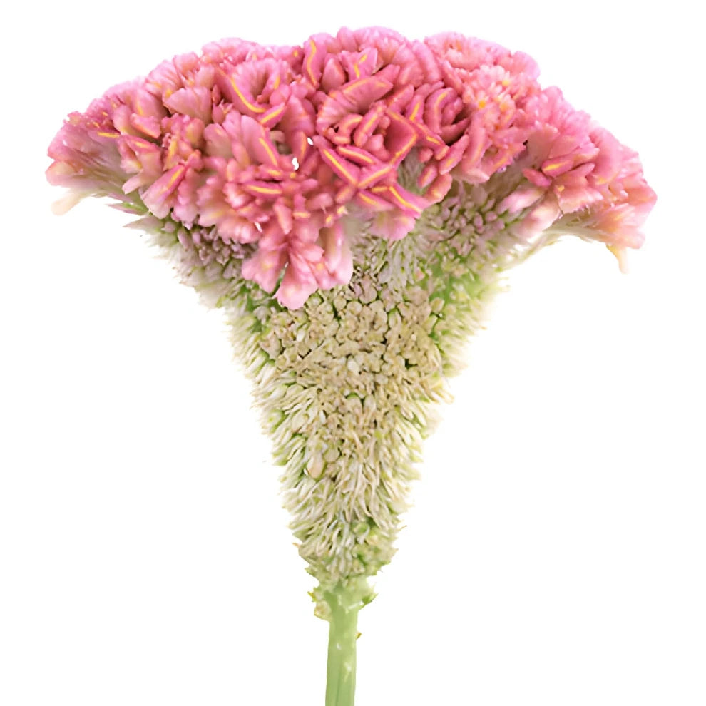 Light Pink Celosia Feather - alternative 3