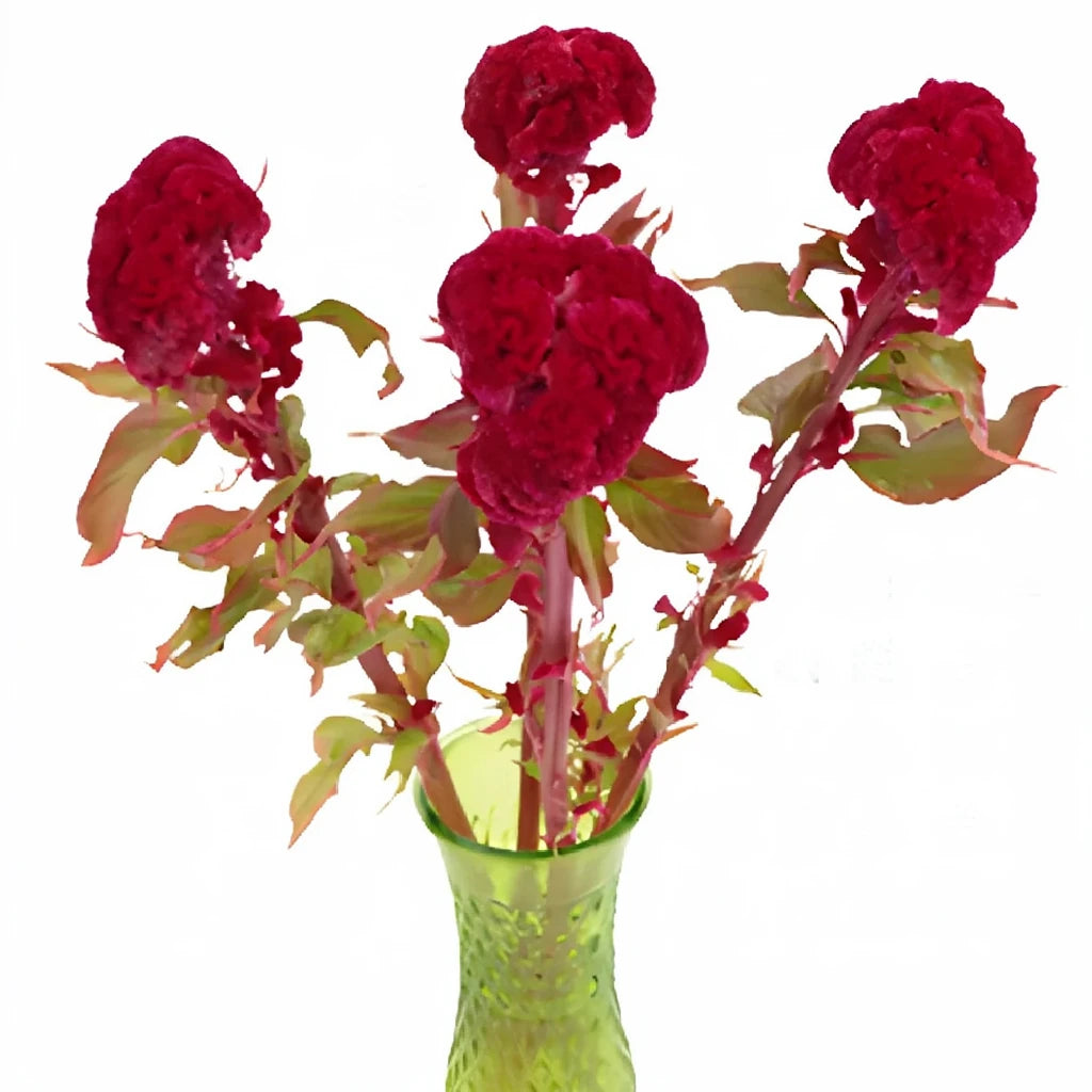 Red Celosia Coxcomb - alternative 4