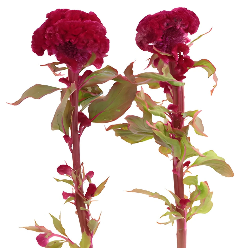 Red Celosia Coxcomb - alternative 2