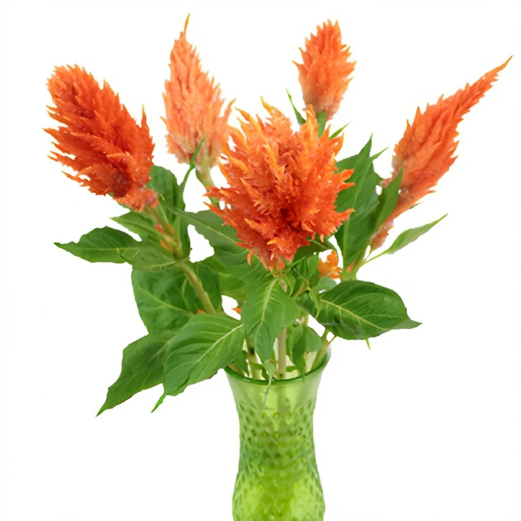 Orange Celosia Wheat - main