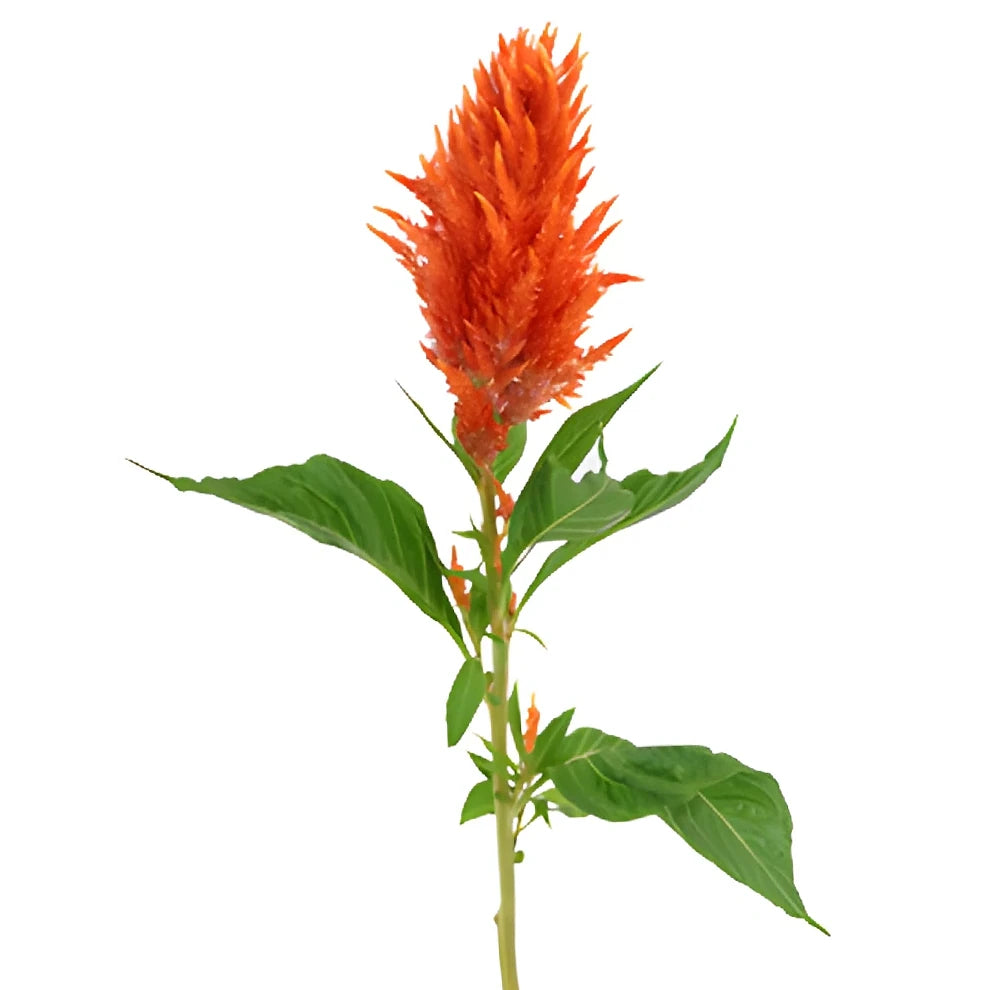 Orange Celosia Feather - alternative 1
