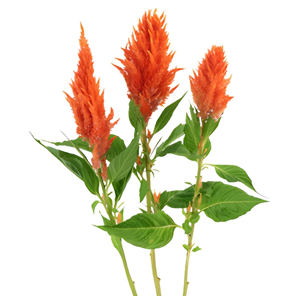 Orange Celosia Feather - main