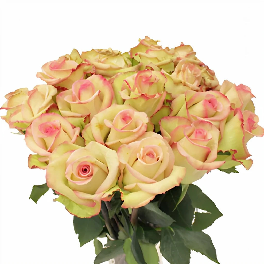 Cezanne Roses Standard - alternative 1