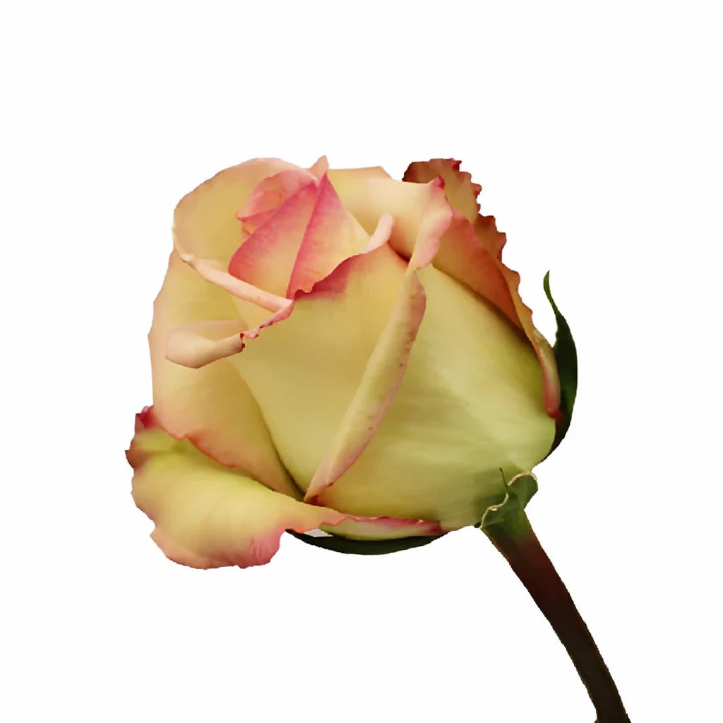 Cezanne Roses Standard - main