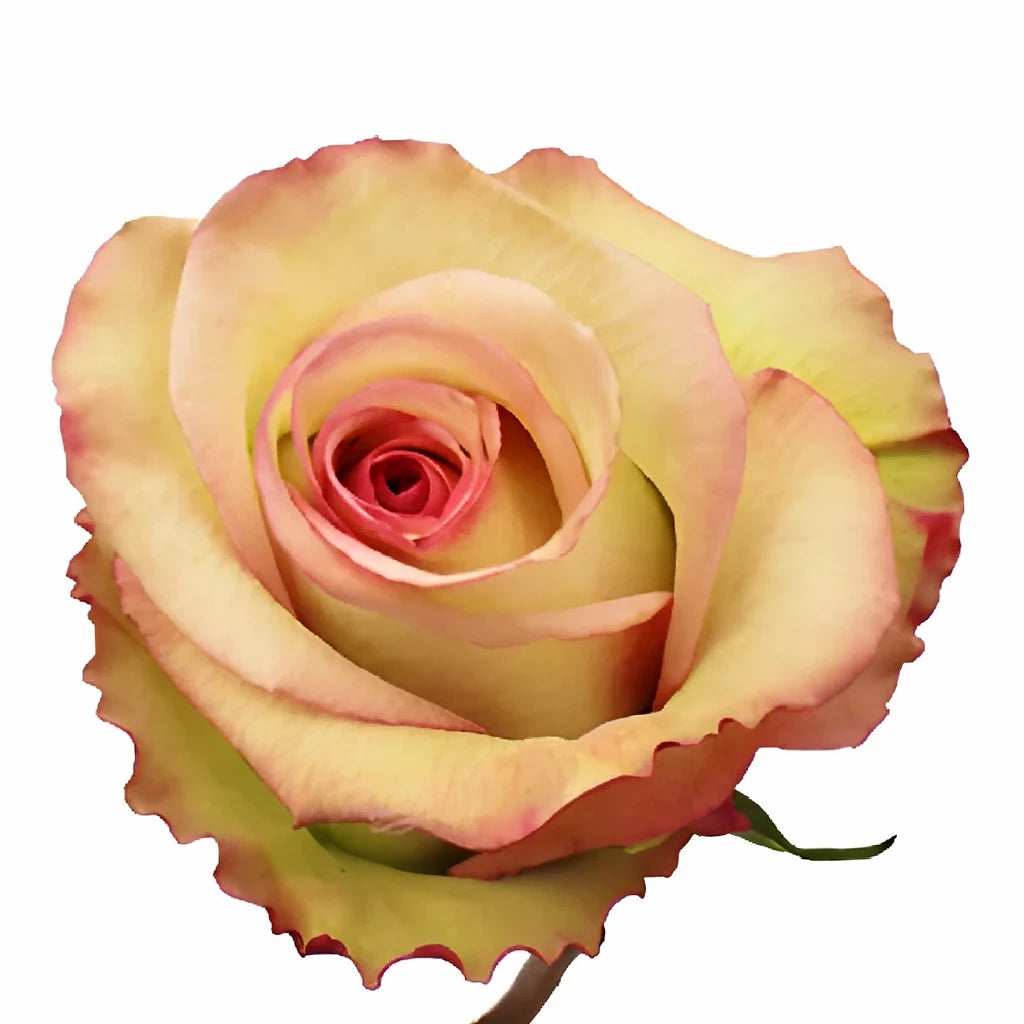 Cezanne Roses Standard - alternative 3