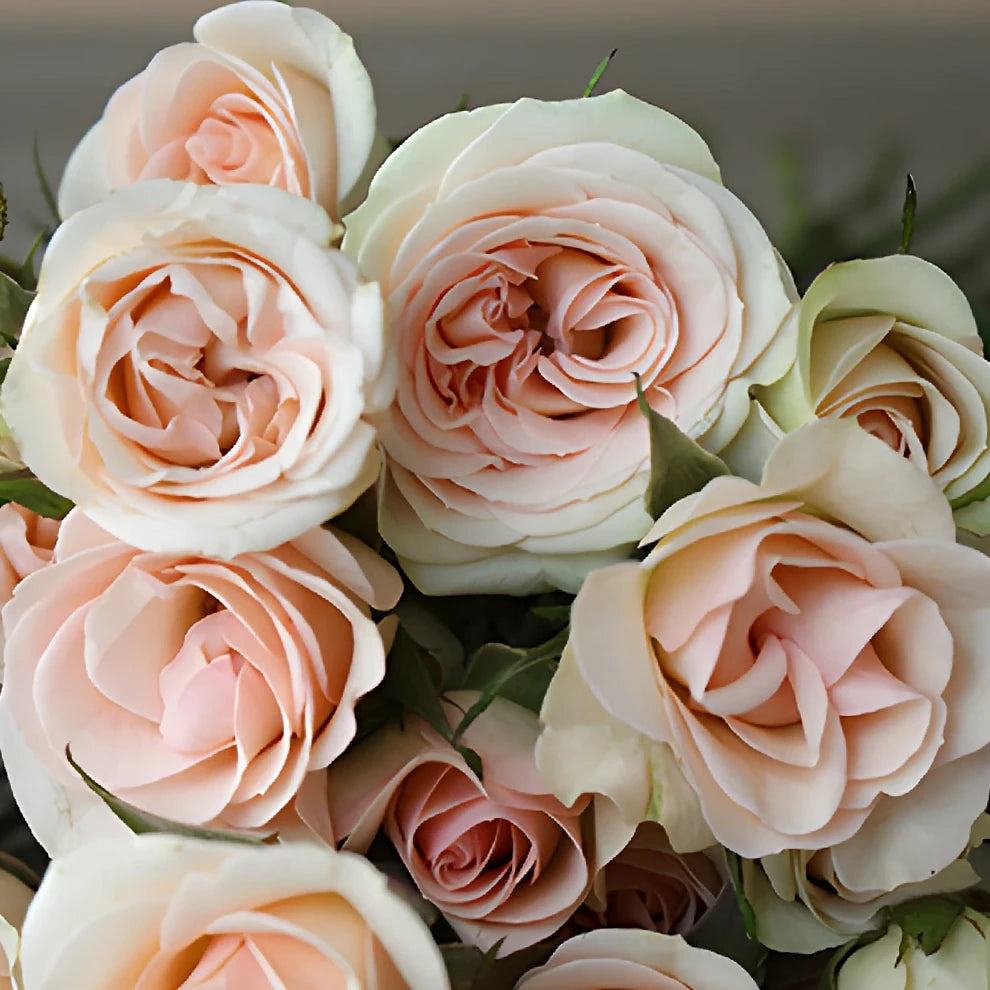Chablis Roses Spray - alternative 1