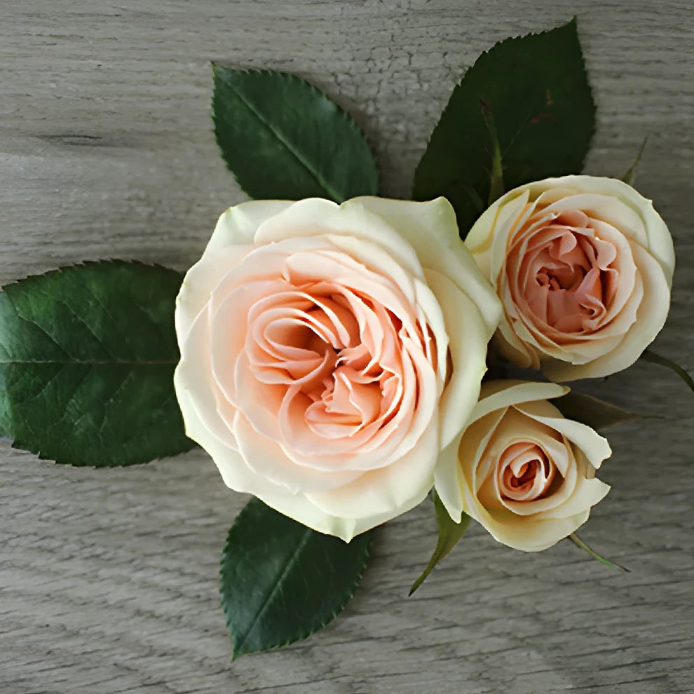 Chablis Roses Spray - alternative 4