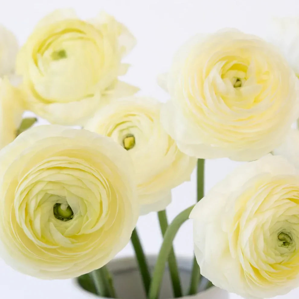 Cream Ranunculus - alternative 2