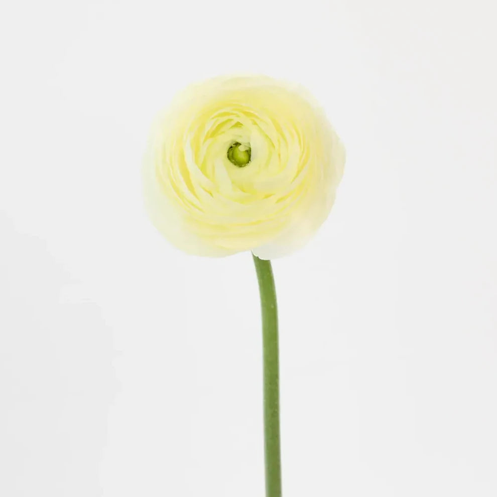 Cream Ranunculus - alternative 1