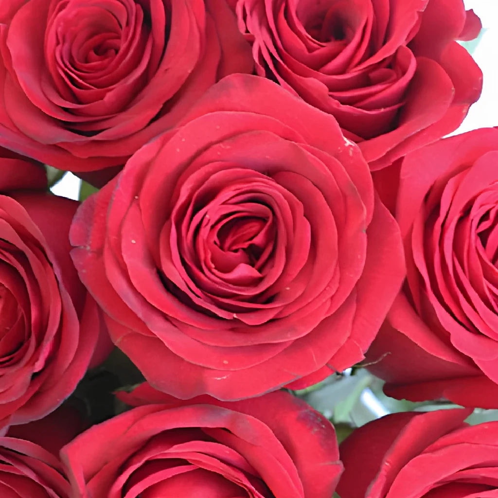 Checkmate Roses Standard - alternative 3