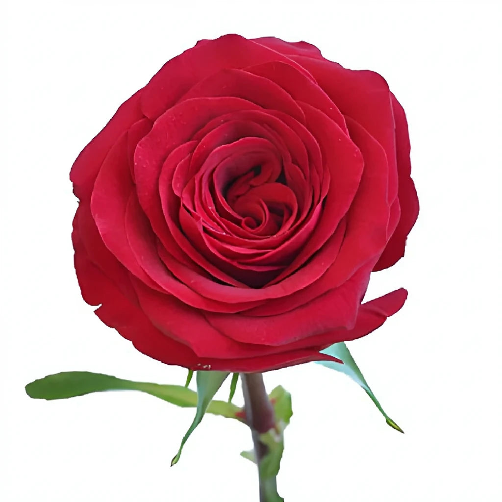 Checkmate Roses Standard - alternative 1