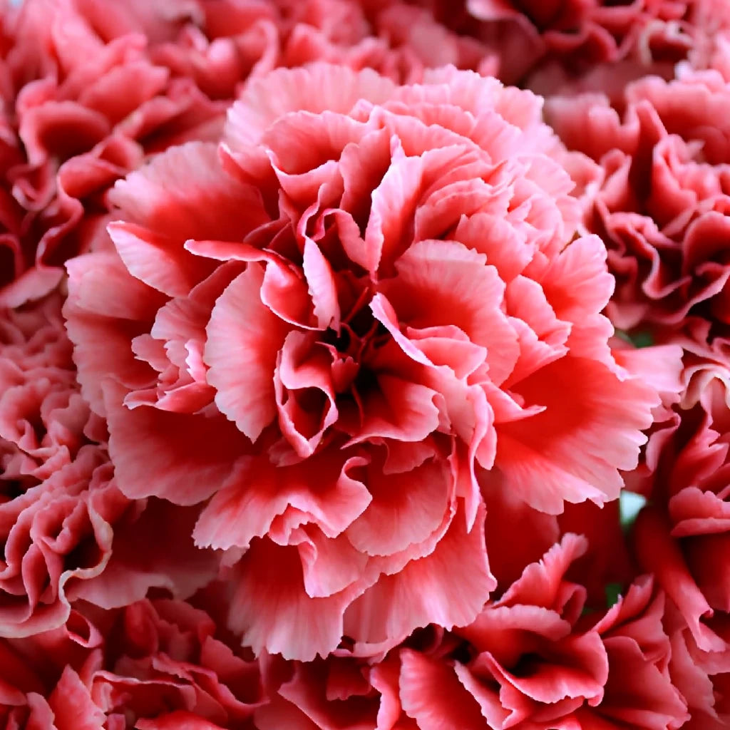 Cheerio Carnations - alternative 3