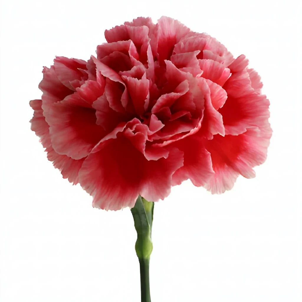 Cheerio Carnations - alternative 2
