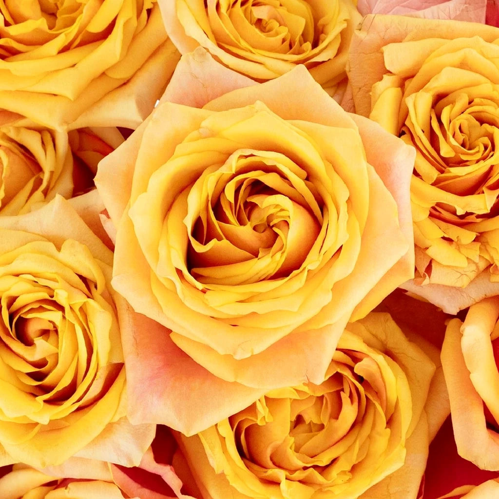Cherry Brandy Roses Standard - alternative 1