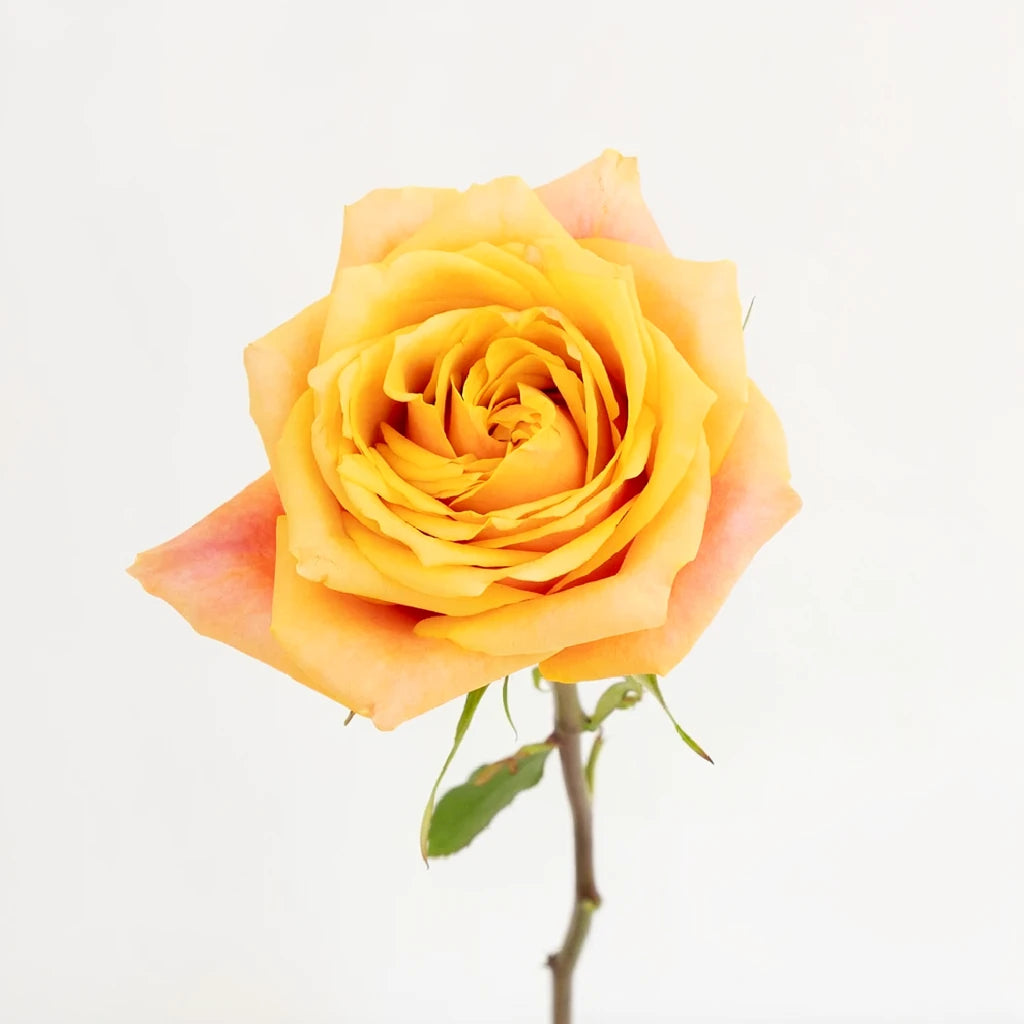 Cherry Brandy Roses Standard - main