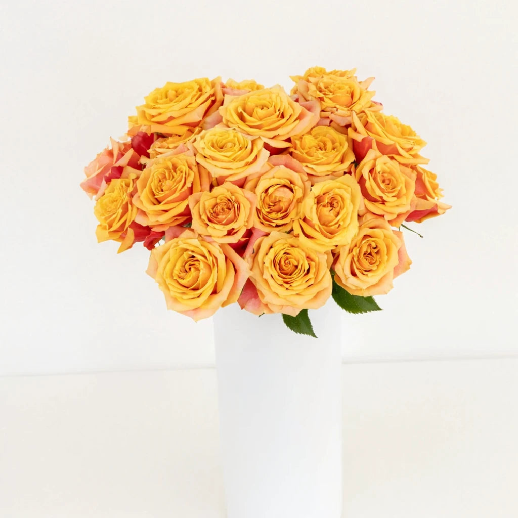 Cherry Brandy Roses Standard - alternative 2