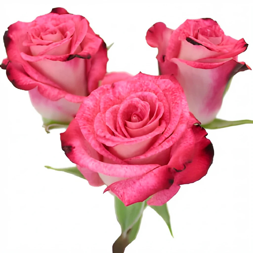 Cherry Folies Roses Spray - alternative 1