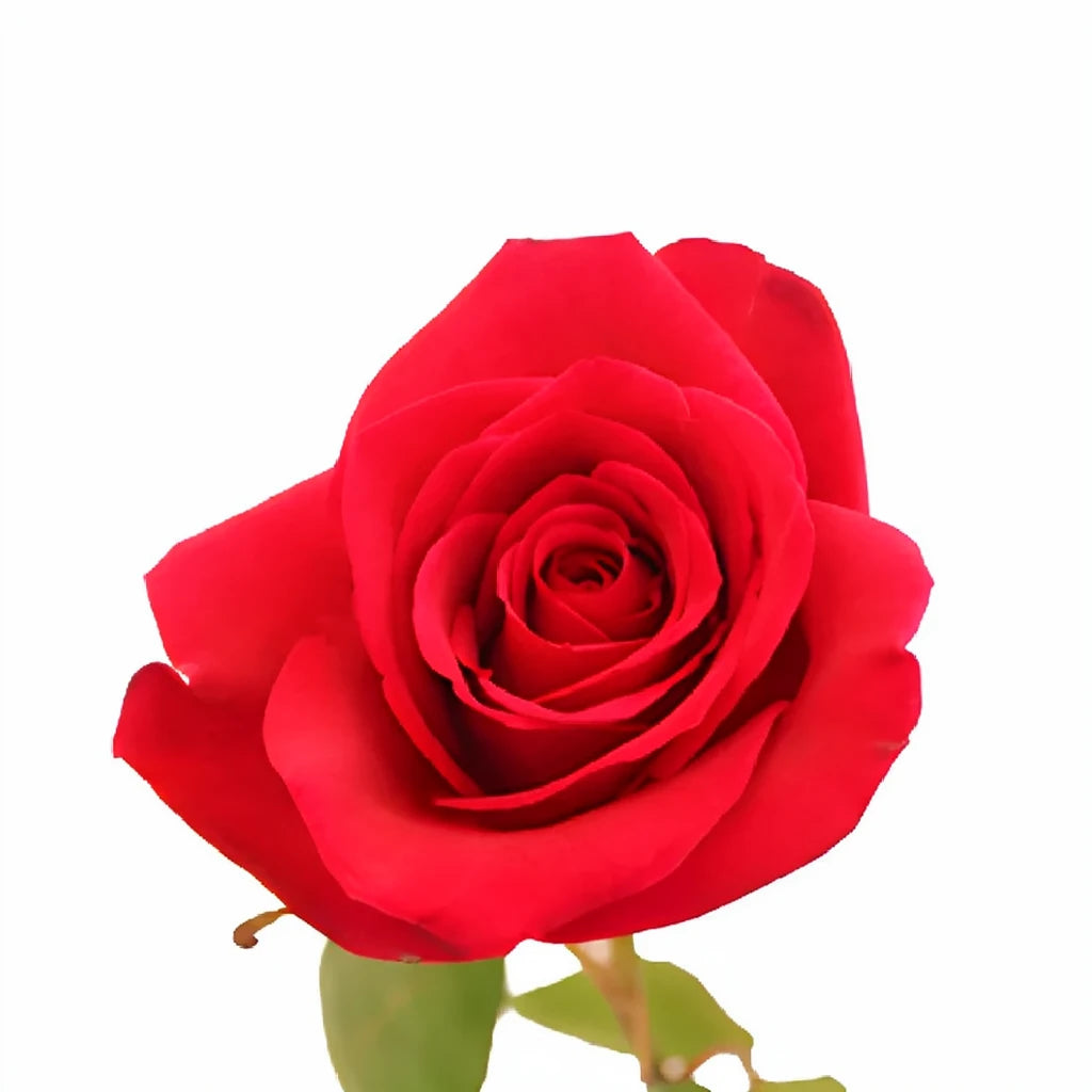 Cherry Love Roses Standard - alternative 2