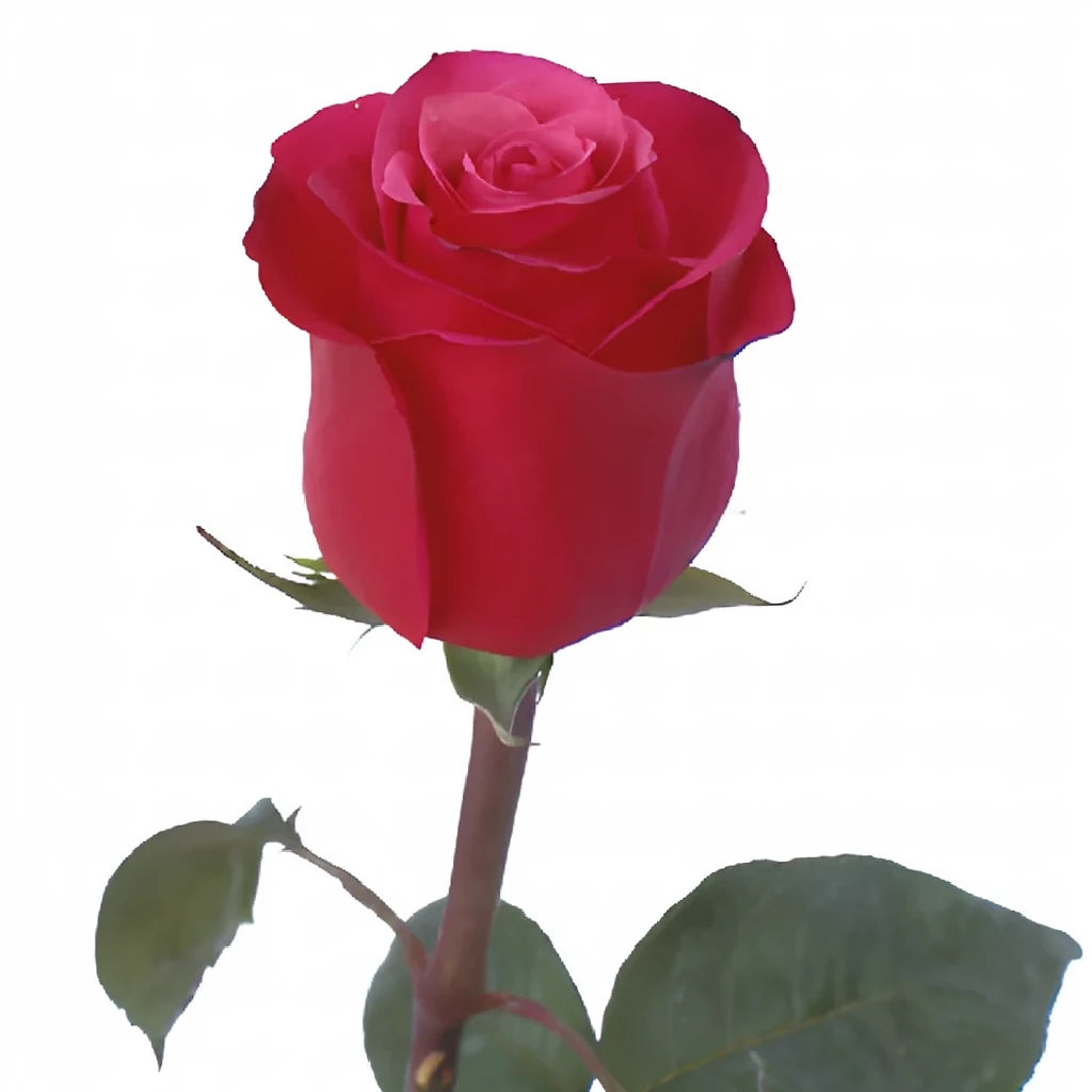Cherry O Roses Standard - main