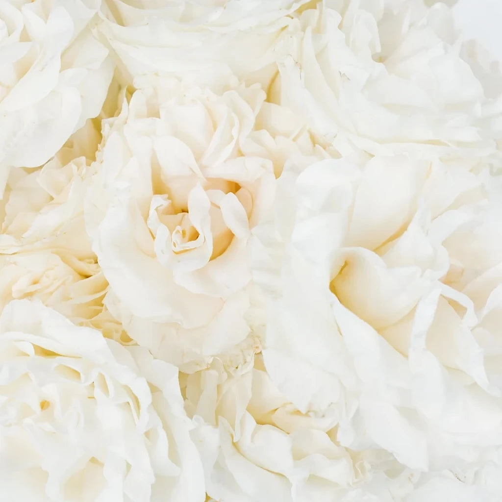 Full Moon Roses Garden - alternative 1
