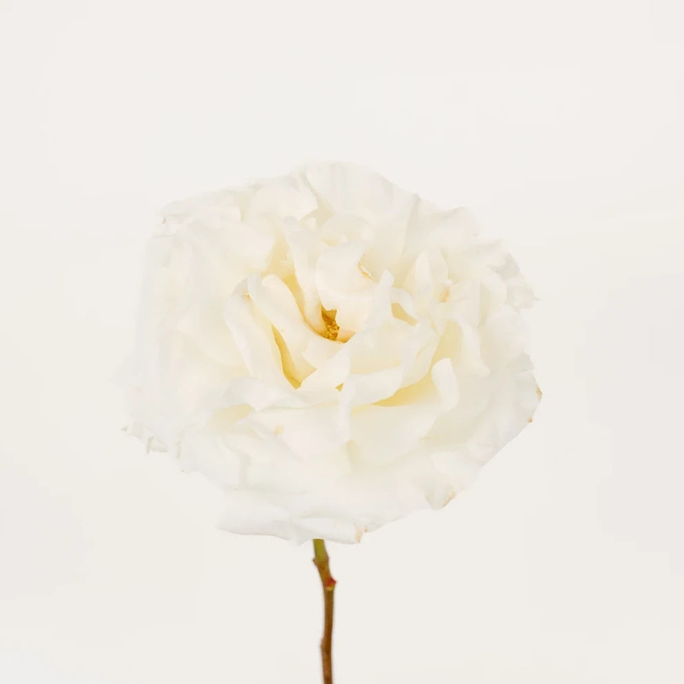 Full Moon Roses Garden - main