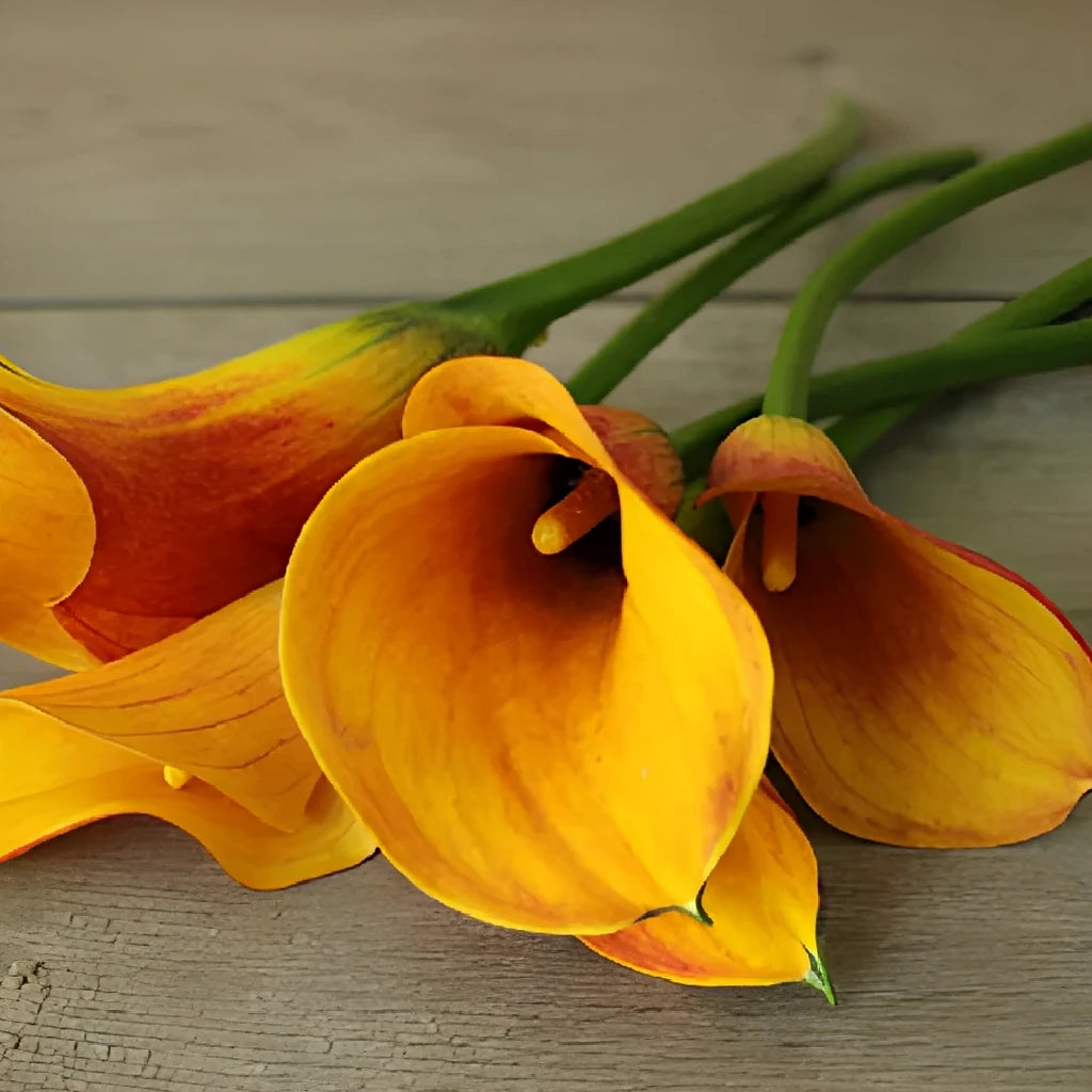 Orange Calla Lily Mini - alternative 2