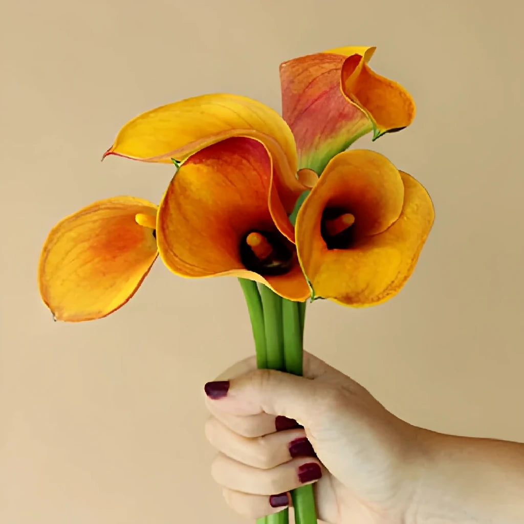 Orange Calla Lily Mini - main