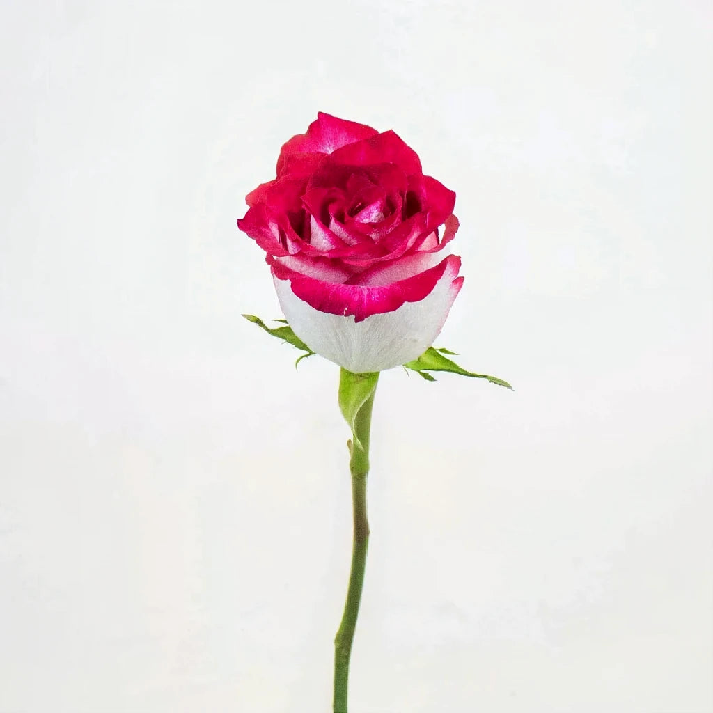 Cinderella Roses Standard - alternative 2