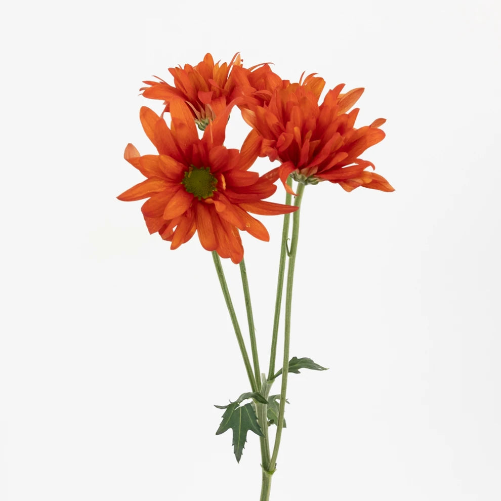 Atlantis Pink Pom Daisy - alternative 1