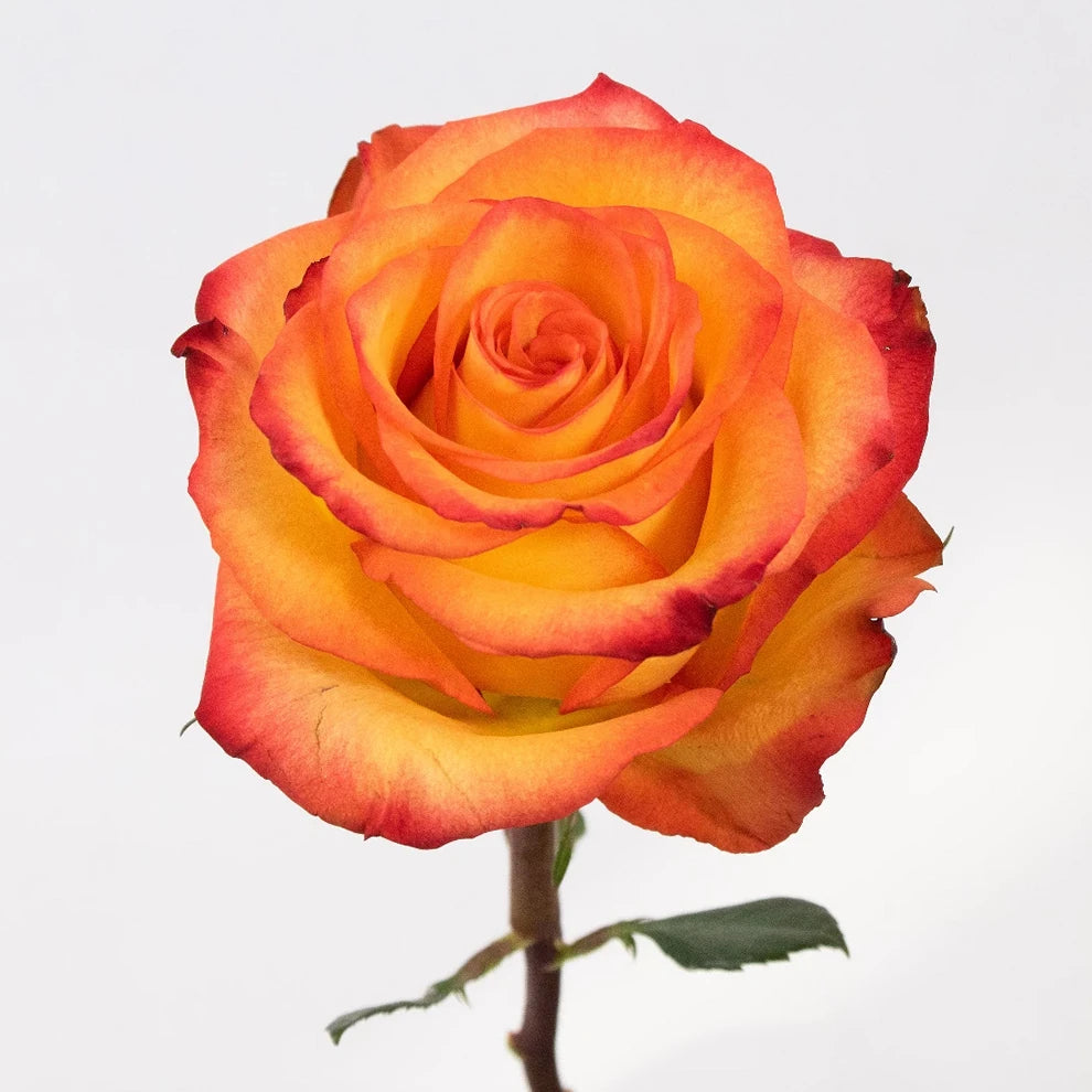 Circus Roses Standard - alternative 1