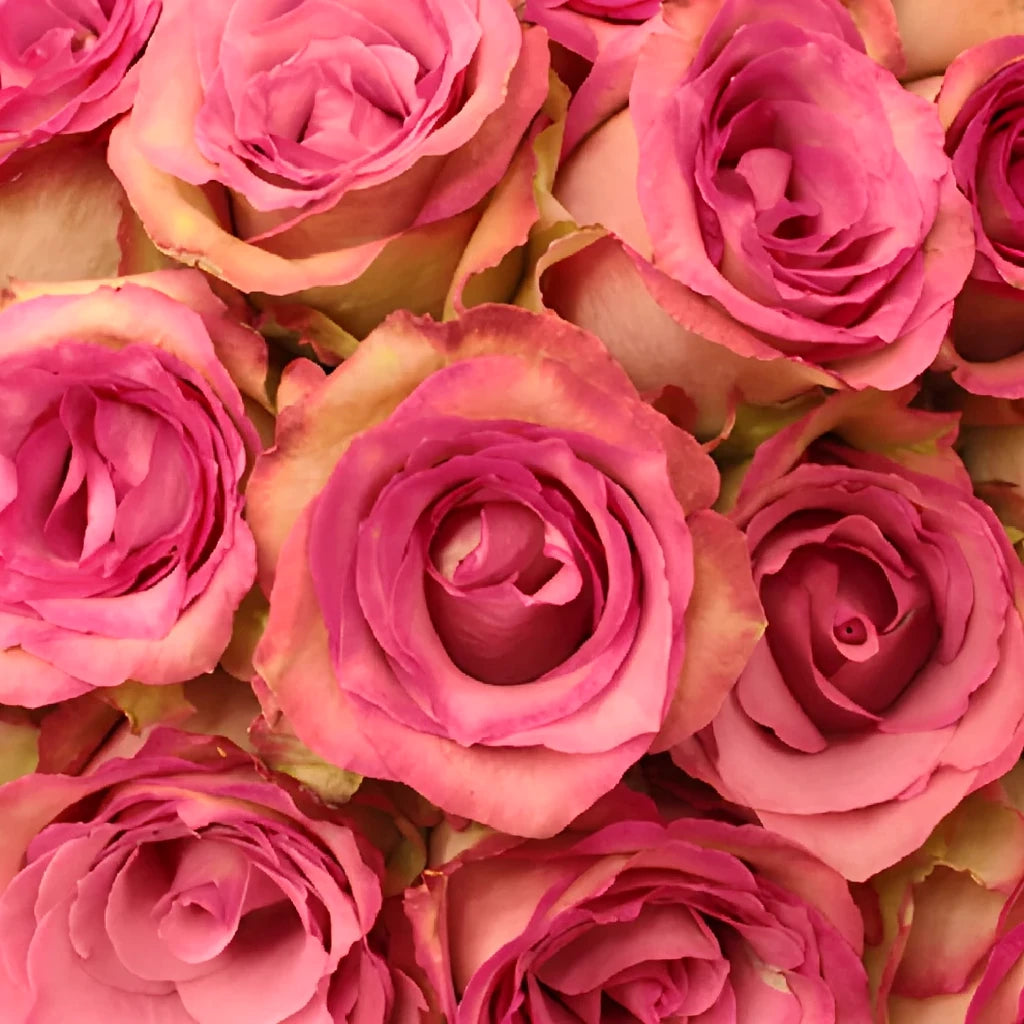 Classic Cezanne Roses Standard - alternative 2