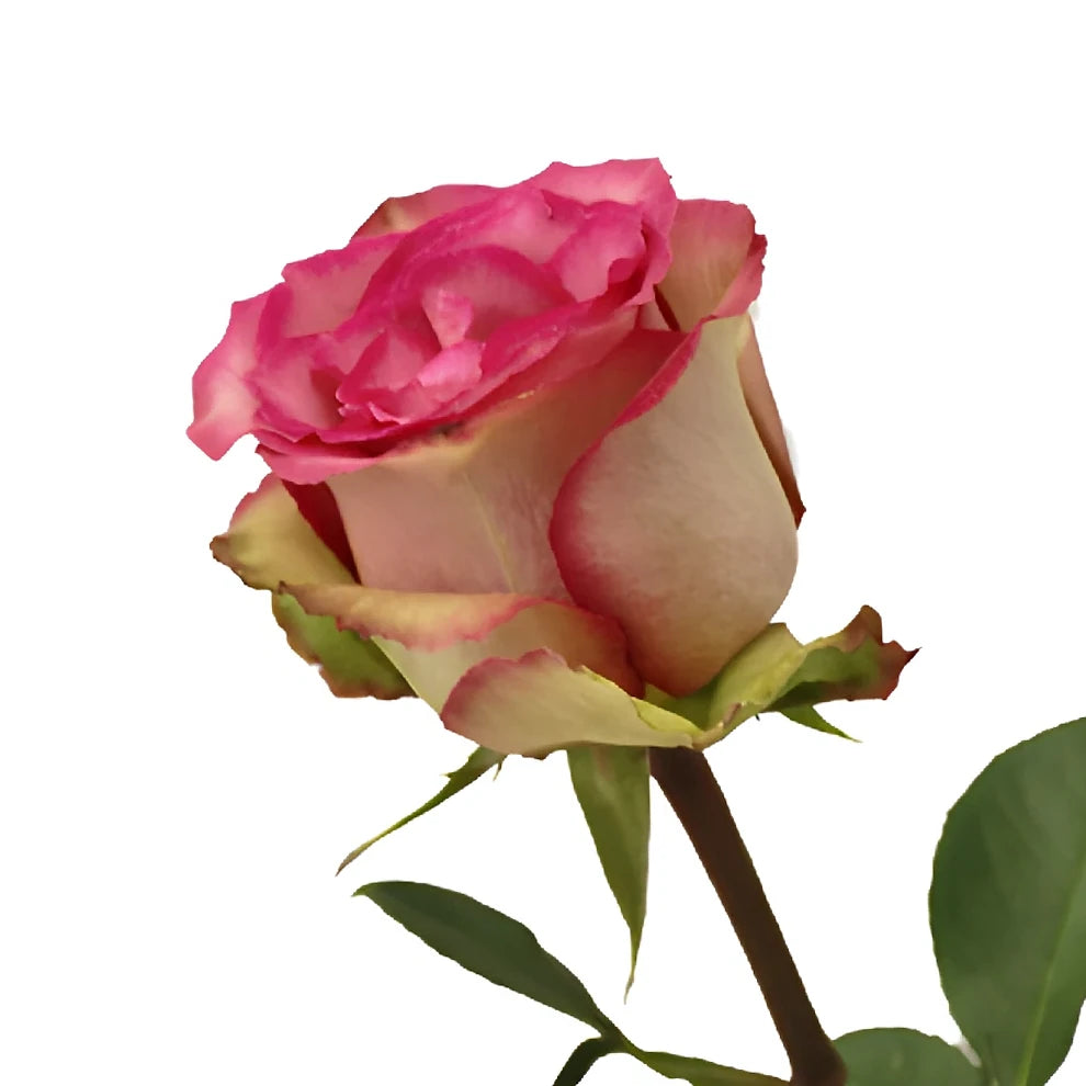Classic Cezanne Roses Standard - main