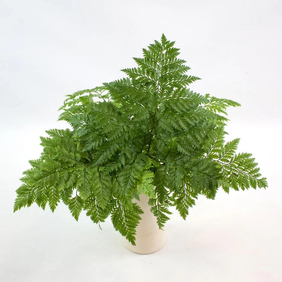 Cleopatra Greenery - alternative 1