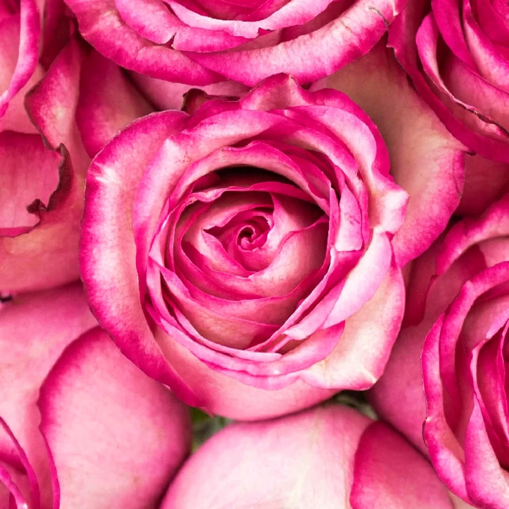 Paloma Roses Standard - alternative 3