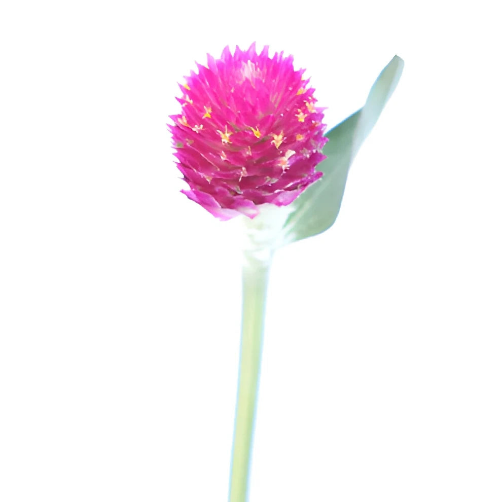Pink Hot Gomphrena - alternative 3