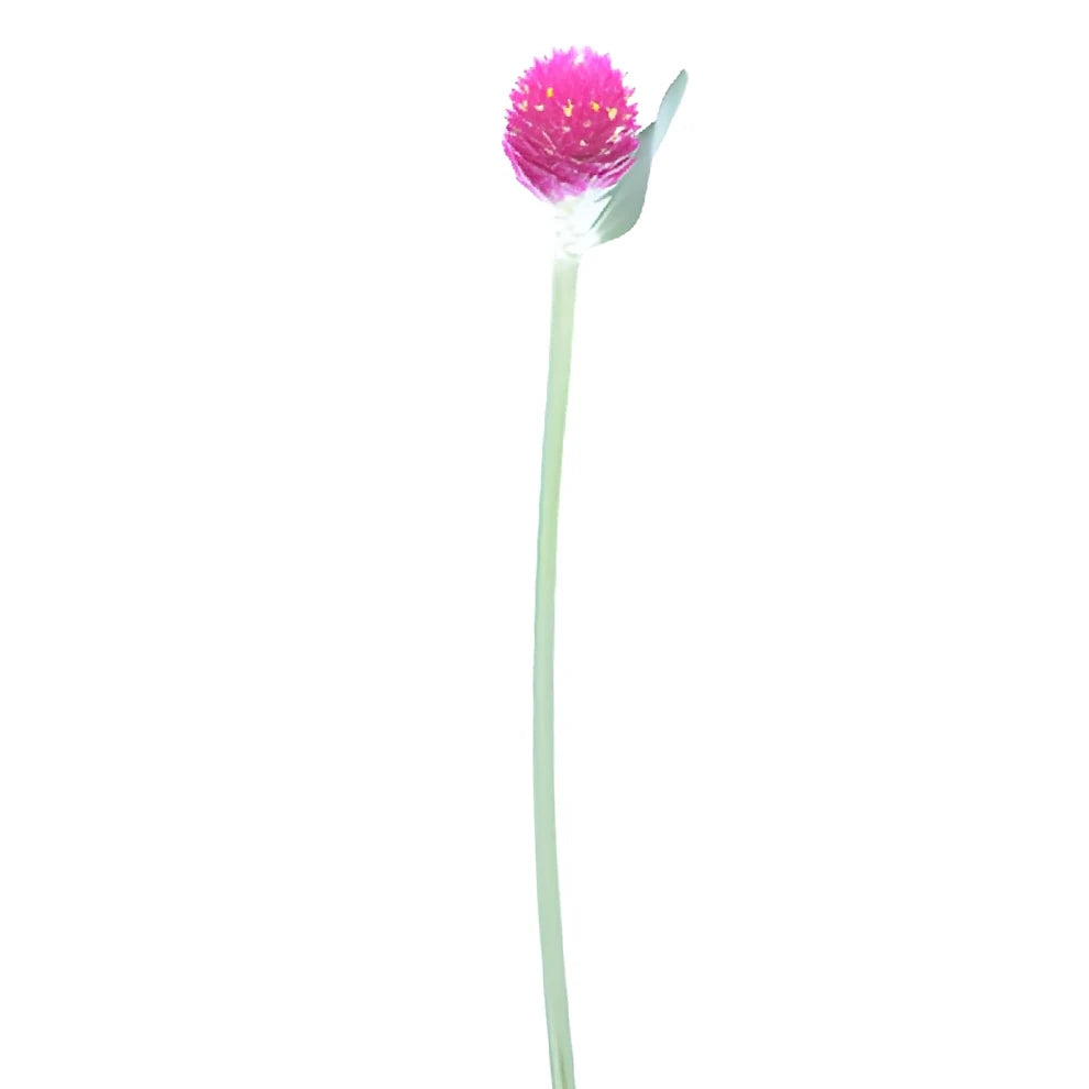 Pink Hot Gomphrena - alternative 2