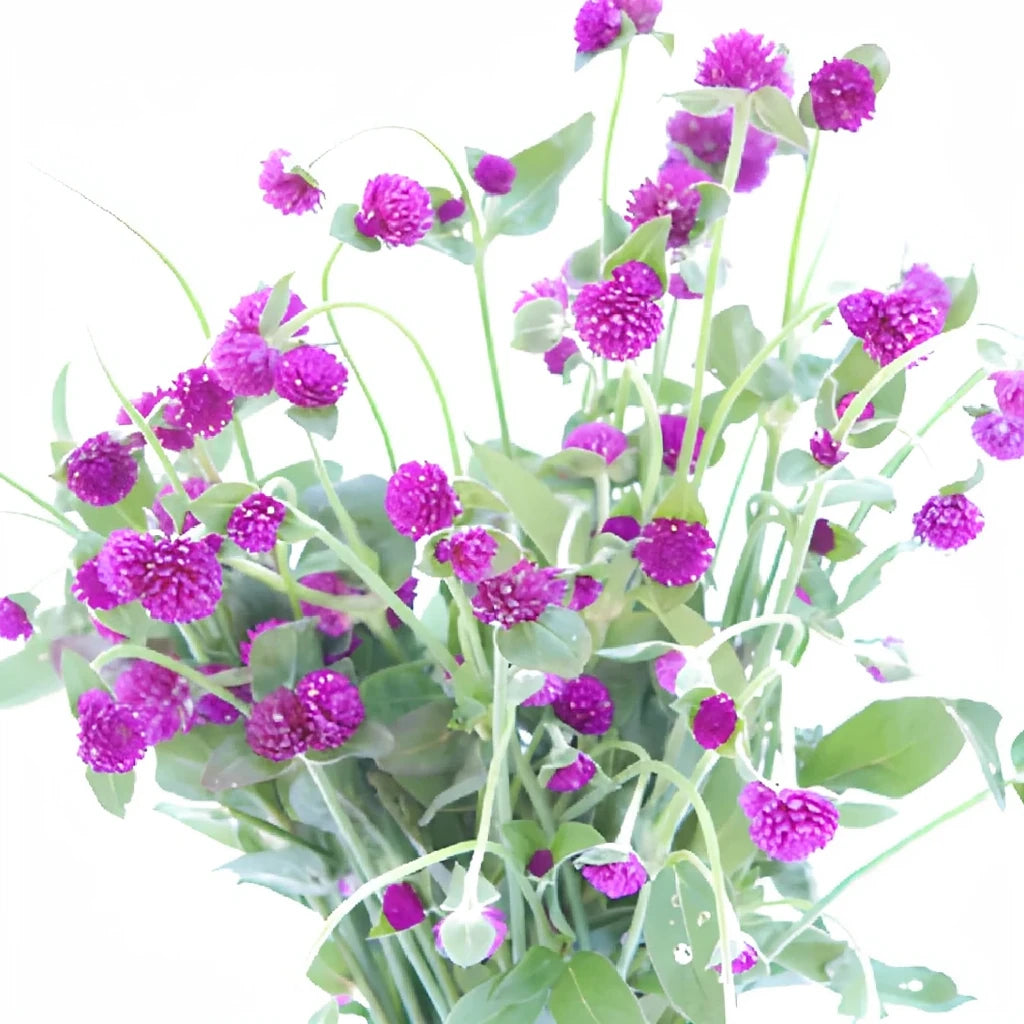 Purple Gomphrena - alternative 2