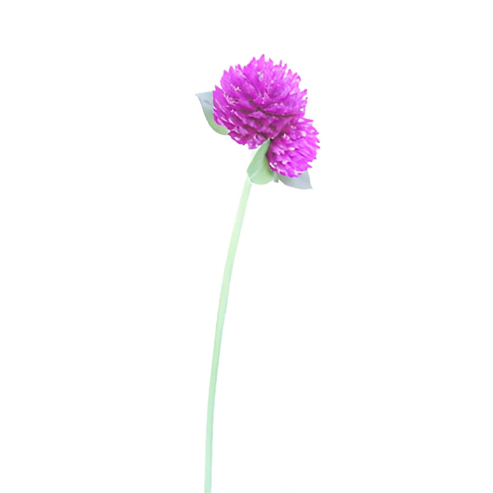 Purple Gomphrena - alternative 3