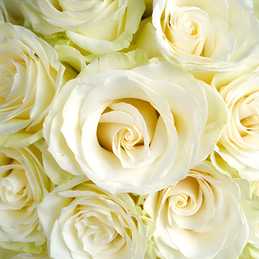 White Mondial Roses Standard - alternative 3