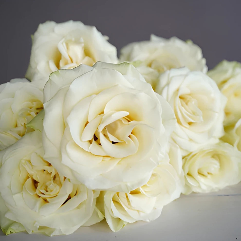 White Mondial Roses Standard - alternative 4