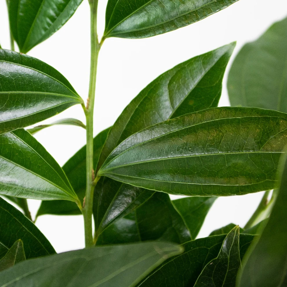 Cocculus Greenery - alternative 2