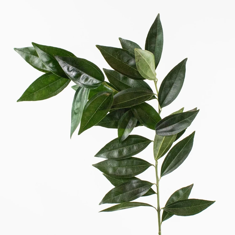 Cocculus Greenery - alternative 1