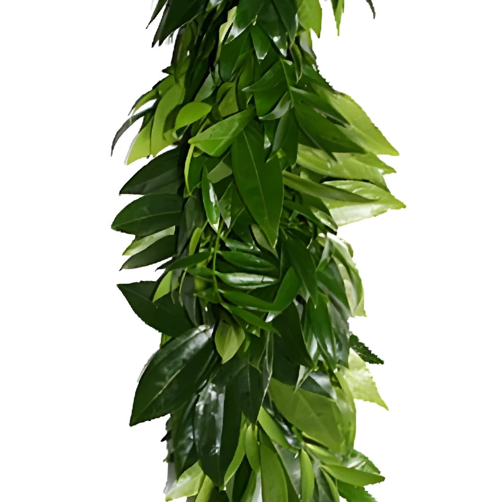 Nagi, Salal & Cocculus Garland - main