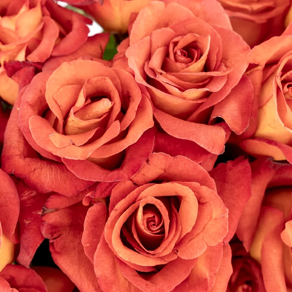 Brown Coffee Break Roses Standard - alternative 3
