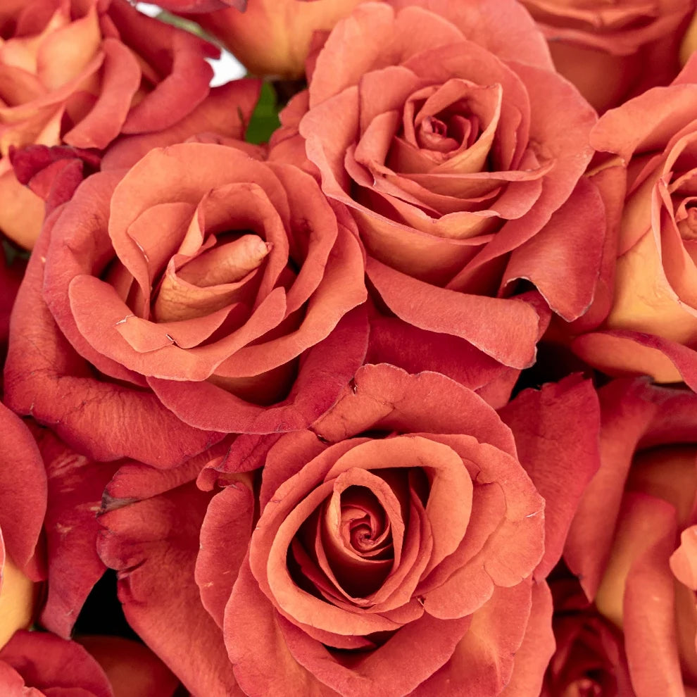 Brown Coffee Break Roses Standard - alternative 1