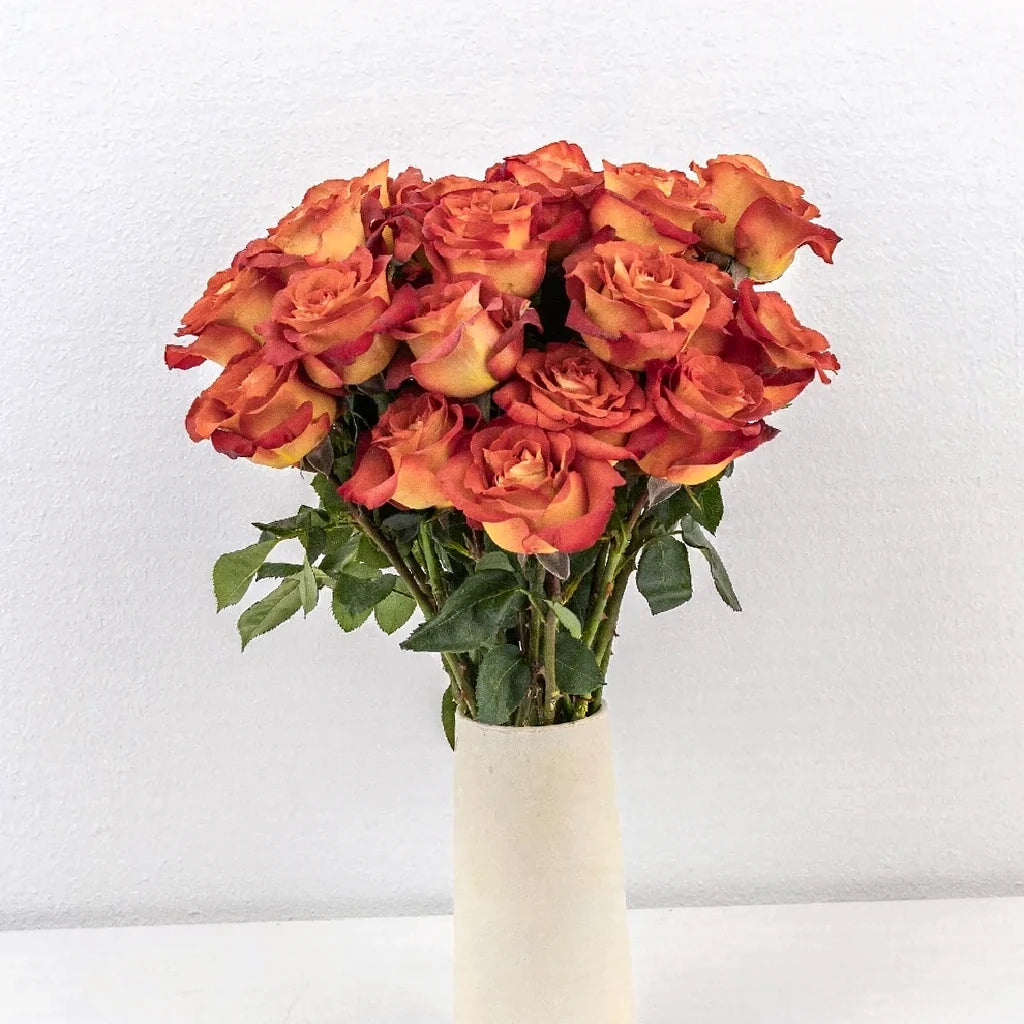 Brown Coffee Break Roses Standard - alternative 4
