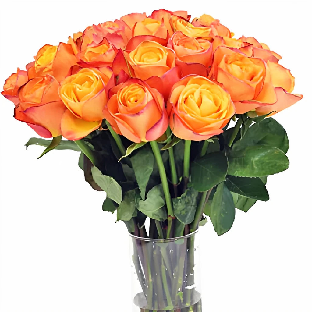 Confidential Roses Standard - alternative 3