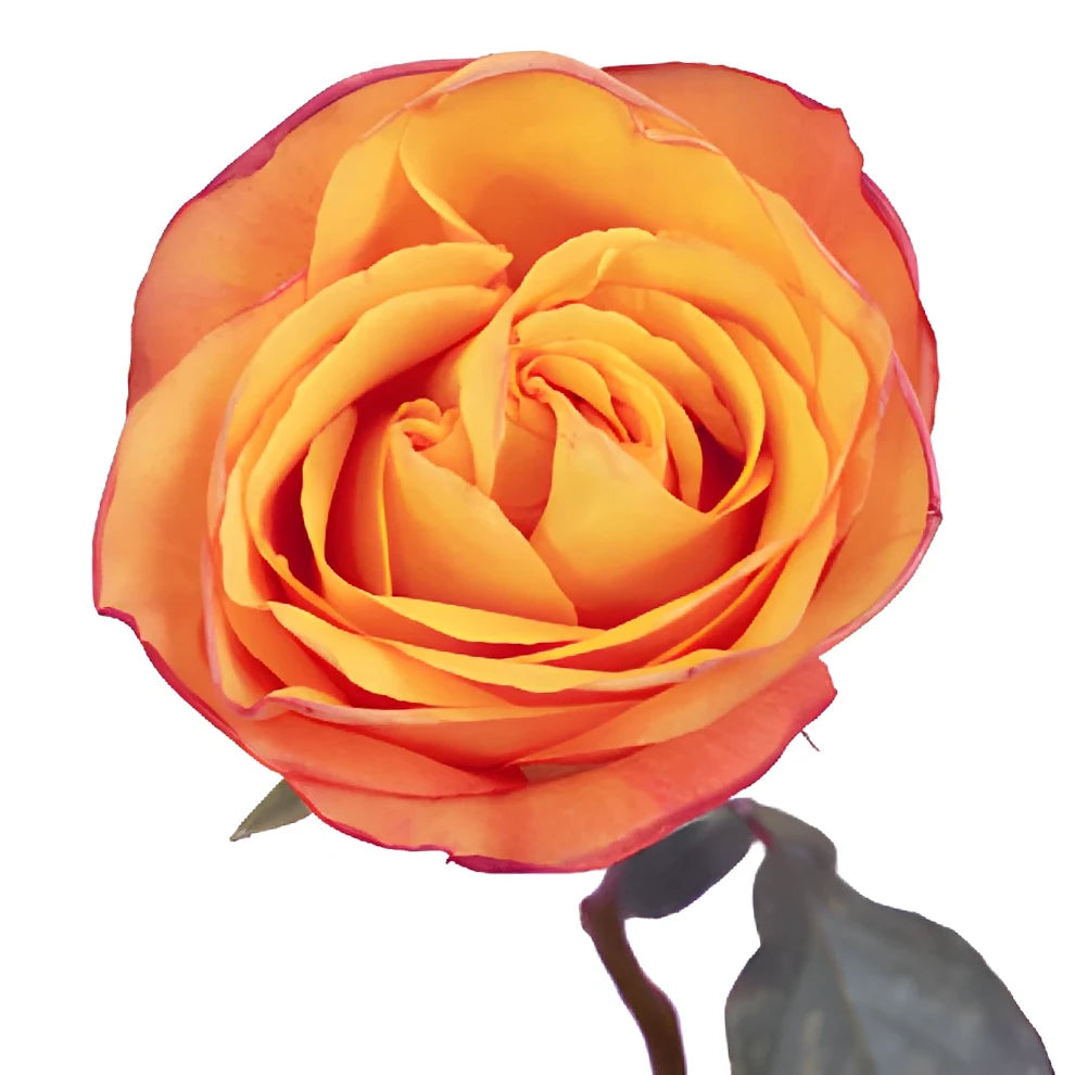 Confidential Roses Standard - main